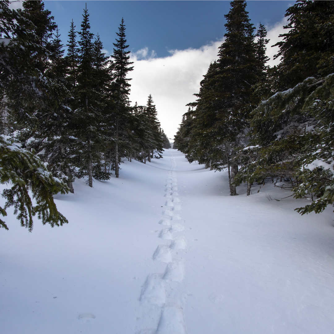 Footprints in Snow | by Thomas Lipke on Unsplash