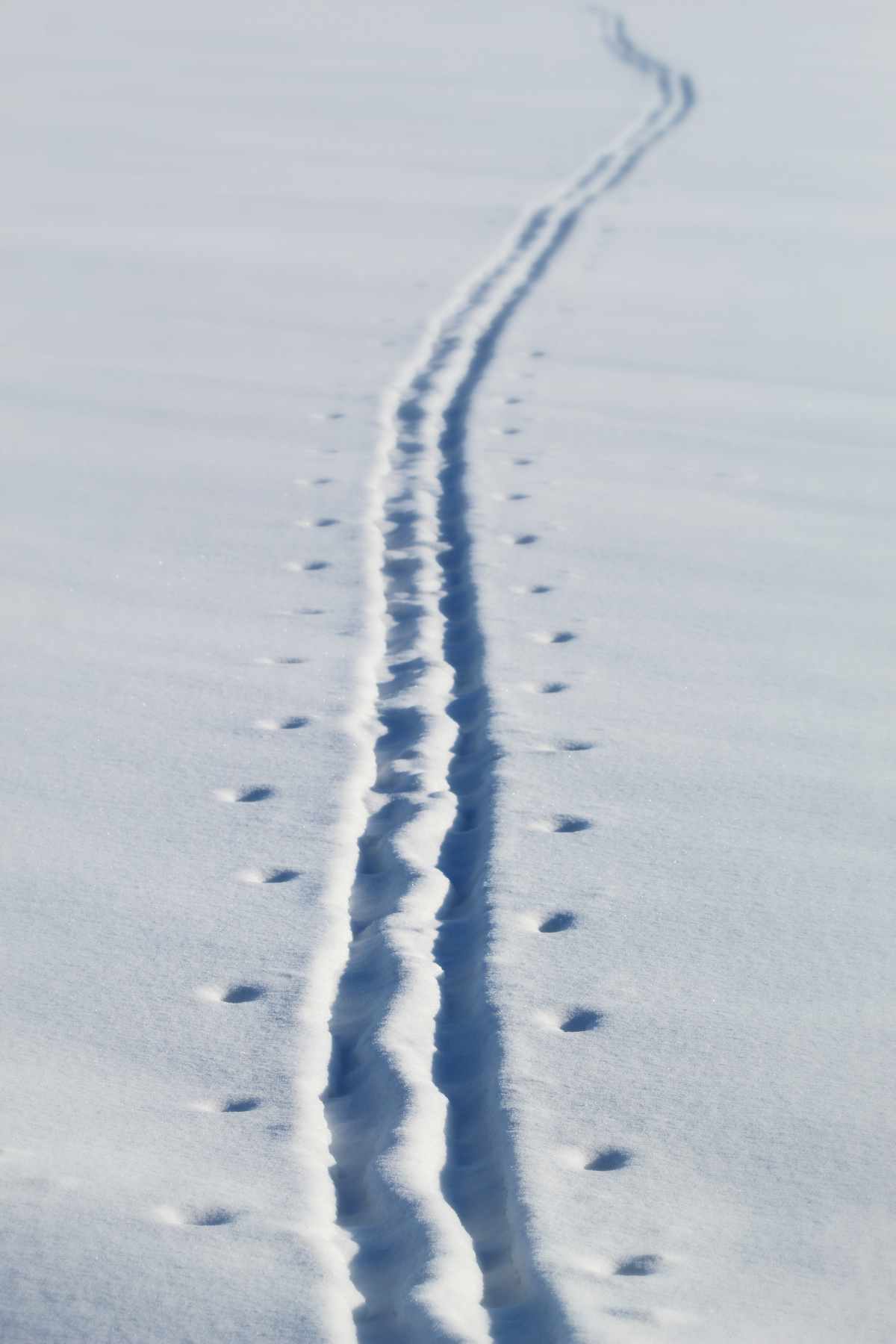 Ski tracks in the snow | by Anne Nyuguard on Unsplash